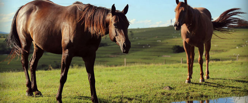 Cavalos das Fazendas