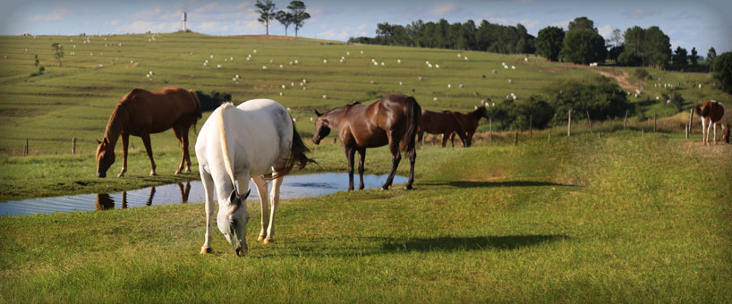 Cavalos das Fazendas