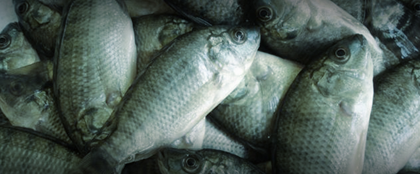 Peixes das Fazendas