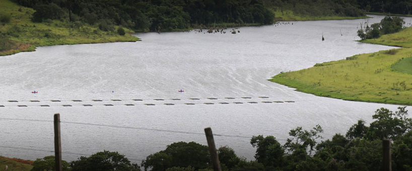 Peixes da fazenda Bergamini