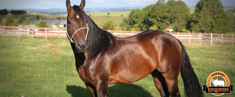 Os Cavalos das Fazendas Bergamini